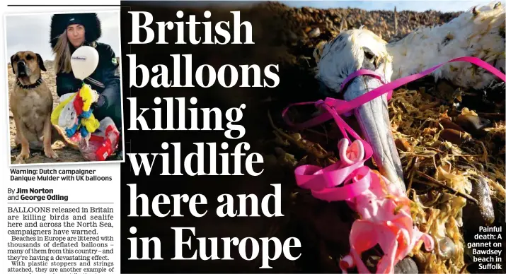  ??  ?? Warning: Dutch campaigner Danique Mulder with UK balloons Painful death: A gannet on Bawdsey beach in Suffolk
