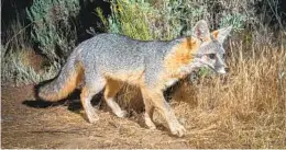  ?? ERNIE COWAN FOR THE U-T ?? A gray fox hunts while captured by a high-resolution, motion-triggered camera.