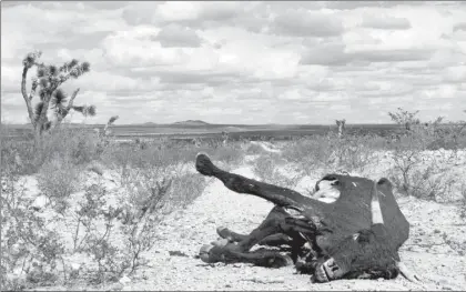  ??  ?? La sequía ocasiona la muerte de ganado, pérdida de cosechas y aumento de la migración, dejando pueblos fantasmas que sólo habitan unas cuantas personas, ancianos por lo regular ■ Foto Rosa Rojas