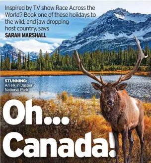  ?? ?? STUNNING: An elk in Jasper National Park