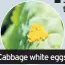  ??  ?? Cabbage white eggs