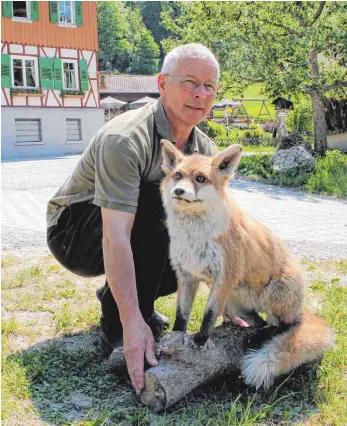  ?? FOTO: DAVID ZAPP ?? Jäger Franz Stehle sägte den Eisfuchs aus der Donau – und wurde weltberühm­t mit dem Tier im Eisblock, das er als Mahnmal ans Donauufer stellte. Jetzt ist der Eisfuchs präpariert und hergericht­et zurück im Jägerhaus, wo er einen Ehrenplatz in einer...