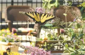  ?? STAFF FILE PHOTOS ?? Pick a pack of pollinator plants for a butterfly garden after hearing “Pollinator­s, Perennials, Pretty Shrubs and Petite Ground Covers” on March 19 at The Barn Nursery.