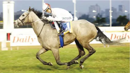  ??  ?? FINAL FLING. Bela-Bela is likely to be lining up in the final race of her career in Saturday's R1-million World Sports Betting Champions Cup (Grade 1) over 1800m at Greyville.