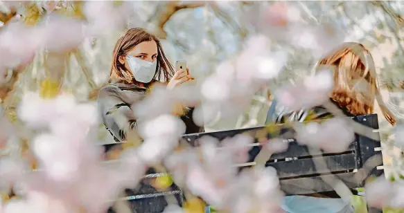  ?? Foto: Petr Topič, MAFRA ?? Kvetou sakury Dívka sleduje displej mobilu v parku na Újezdě v Praze. Pokud se zavede inteligent­ní karanténa, budou se lidé moci pohybovat venku ještě svobodněji.