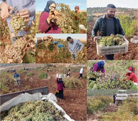  ?? ?? Combinatio­n photo of vinyard workers harvesting Mazrona grapes in Midyat, southeaste­rn Turkey.