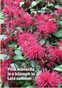  ??  ?? Pink monarda is a triumph in late summer