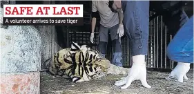  ??  ?? A volunteer arrives to save tiger SAFE AT LAST