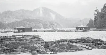  ?? DARREN STONE, TIMES COLONIST ?? Marine Harvest fish farm near Midsummer Island, near Alert Bay. The province will allow the farms to carry on until June 2022 and then grant tenures only to those that have agreements with First Nations to operate in their territory.