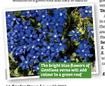  ??  ?? The bright blue flowers ofGentiana verna will add colour to a green roof