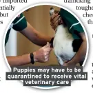  ??  ?? Puppies may have to be quarantine­d to receive vital veterinary care