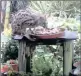  ??  ?? TAKE-AWAY: A largespott­ed genet forages at a bowl of pet food.