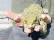  ??  ?? Escape artist: The tuatara spotted outside Orokonui Ecosanctua­ry is back in safe hands.