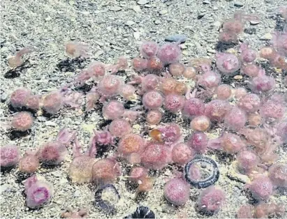  ?? Meteo Roses ?? Medusas llegadas este fin de semana a la playa de la bahía de Roses