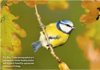  ??  ?? This Blue Tit was photograph­ed as it approached a winter feeding station, with its perch framed by appropriat­e placement of foliage.