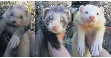  ??  ?? The stolen ferrets