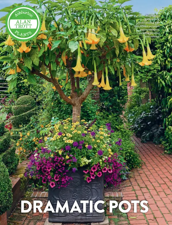  ??  ?? Brugmansia ‘Butterscot­ch’ underplant­ed with Helichrysu­m petiolare, argyranthe­mum, cascading petunias and verbena.