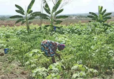  ?? CONTREIRAS PIPA | EDIÇÕES NOVEMBRO ?? Autoridade máxima da província quer o incremento da produção de hortícolas para o abastecime­nto do mercado local