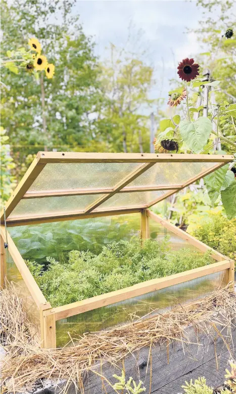  ?? NIKI JABBOUR VIA THE NEW YORK TIMES ?? In Niki Jabbour’s Nova Scotia garden, carrots are harvested all winter long, as needed, from a cold frame. Straw and fallen leaves can be tucked around the frame to add insulation before winter descends.