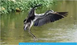  ??  ?? A heron bird spotted at the reserve.