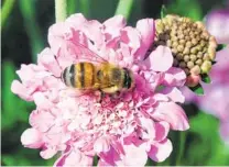  ??  ?? A bee pollinates a pincushion flower.