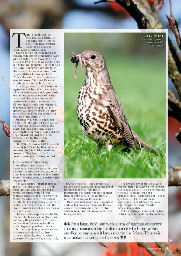  ??  ??  LAND PUFFIN A Mistle Thrush gathering worms like a Puffin gathers sandeels!