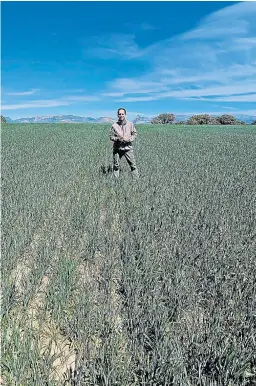  ?? J. B. ?? Ballarín, en su explotació­n de cereal en la comarca Hoya de Huesca.