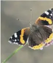  ??  ?? A Red Admiral – how many butterflie­s will you spot?