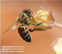  ??  ?? Cape honeybee workers can also parasitise the hives of other honeybee subspecies