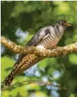  ?? Foto: Hartl, dpa ?? Der Bestand des Kuckucks geht deutschlan­dweit zurück.