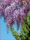  ??  ?? Glicina (Wisteria) este o plantă cățărătoar­e ușor de îngrijit. Rădăcinile ei sunt adânci și de obicei nu are nevoie de irigare decât în primii ani de la plantare.