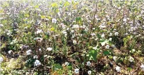  ??  ?? A cotton farm