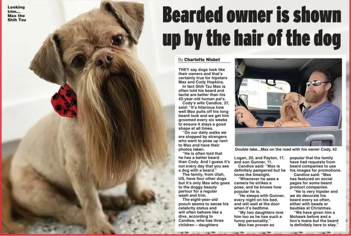  ?? Pictures: CATERS ?? Looking trim... Max the Shih Tzu
Double take...Max on the road with his owner Cody, 42