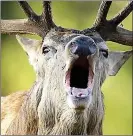  ??  ?? Deer herd numbers 400 THREAT: