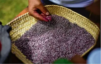  ?? EDUARDO VERDUGO/ASSOCIATED PRESS ?? Mayeli Garcia worked at her family’s cochineal farm, inspecting tiny crushed insects.