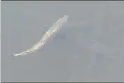  ?? ?? Salmon swim under a bridge this month along Lagunitas Creek in Samuel P. Taylor State Park.