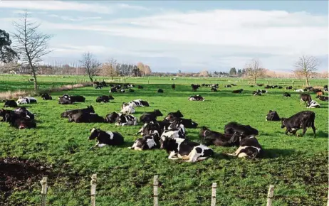  ?? — Photos: CRYSTAL CHIAM SHIYING/ The Star ?? The dairy products from cattle in New Zealand are exported all over the world.