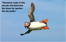  ?? ?? “Decisions made in this decade will determine the future for species like the puffin”