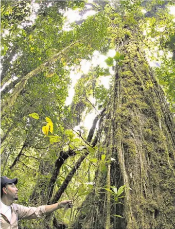  ??  ?? Montecrist­o. Se encuentra ubicado en Santa Ana y posee tres tipos de bosque en su extensión: subcaducif­olio, pino-roble y nebuloso.