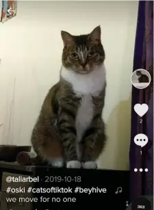  ?? AP ?? USER FRIENDLY: A TikTok image of a cat is seen on a smart phone in New York. The TikTok app has been downloaded 1.65 billion times, the analysis firm Sensor Tower estimates.