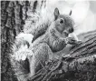  ?? Associated Press file photo ?? Don’t expect your homeowners insurance to cover damage inflicted by a squirrel.