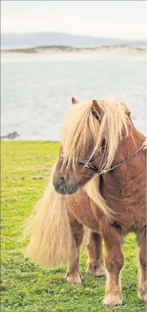  ??  ?? Catherine Munro, who is writing a PhD on Shetland ponies, with