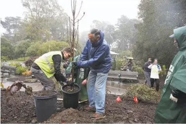  ?? Lea Suzuki / The Chronicle ?? Apprentice gardener Travis Mathews (left) and volunteer Bob Darling plant a tree in the park.