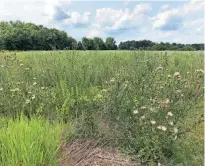  ?? JOSEPH DITS/SOUTH BEND TRIBUNE ?? Developers are looking into plans, potentiall­y for housing, on these former farm fields on county-owned land just north of Portage Manor in South Bend, as seen Aug. 1.