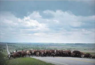  ?? JEFF MCINTOSH THE CANADIAN PRESS ?? Cattle producers on the Prairies are hoping for the best but preparing for the worst as an ongoing drought continues to diminish pastures.