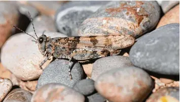  ?? Foto: Eberhard Pfeuffer ?? Die Blauflügel­ige Sandschrec­ke galt in Augsburg als ausgestorb­en, wurde 2016 wieder gefunden.