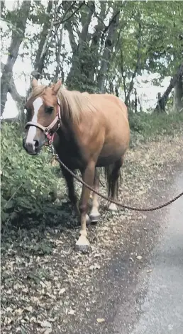  ??  ?? Equine Gentling Community Herd rehabilita­tes rescue horses and helps them overcome a ‘fight or flight’ response.