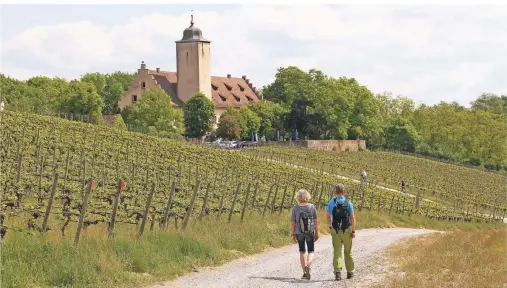  ?? FOTOS: THOMAS SBIKOWSKI ?? Entlang der Mainschlei­fe gelangen Wanderer zur Hallburg.