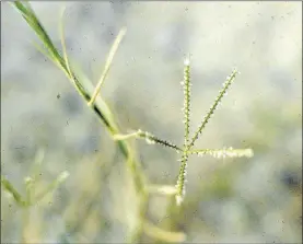  ?? Bob Morris ?? Common Bermuda grass flowers are small and inconspicu­ous. If the grass is not mown or trimmed regularly, these flowers will release pollen and very allergenic.