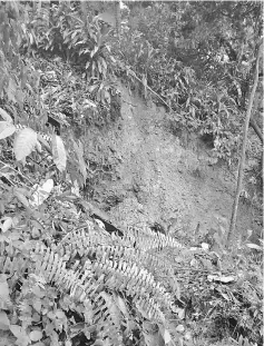  ??  ?? The landslide at the back of the semi-detached house, which caused the wall at the back of the kitchen to crack.